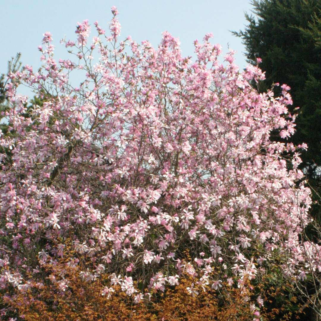 Leonard Messel Magnolia blooming heavily in the landscape